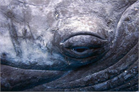 Ödüllü fotoğraflar