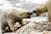 Ödüllü fotoğraflar