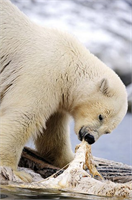 Ödüllü fotoğraflar