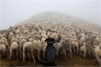 Dünyanın En Çalışkan Köpekleri