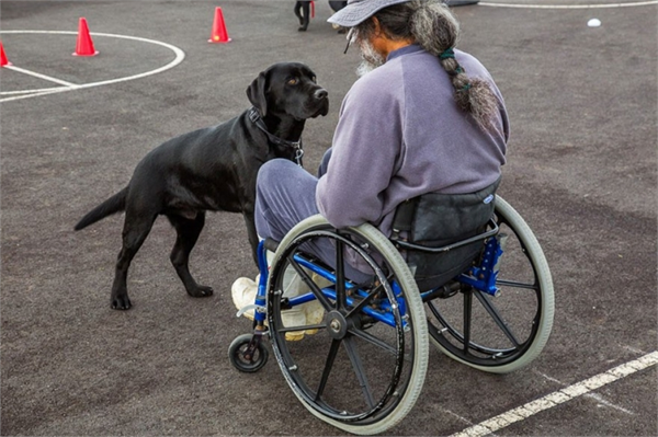 Çoban ın Alemi isimli fotoğraf serisinde spot ışığındaki köpekler sadece çoban köpekleri değil Aynı zamanda K9 lar özürlülere yardım için çalışan köpekler ve daha pek çok kuçu da objektiflerde