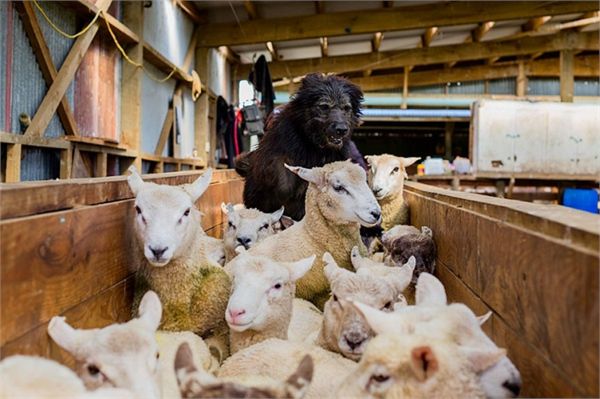 Köpeklerin çoğunluğu Yeni Zelanda Hollanda ve Norveç te çekilmiş Fladeboe National Geographic ile yaptığı röportajda insanların bu köpeklerin değerini anlamadığını söylerken aynı zamanda bu hayvanların hem zor hem de kısa hayatlar yaşadıklarını belirtiyor