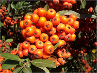 Yeni bir umut Yüksek omega 7 yağı metabolik sendrom hastalarına umut ışığı doğurdu Omega 7 desteğinin iyi koleterol HDL yi arttırdığı 8 12 hafta kullanım sonrası görülmüştür damar daralması yapan plakları 47 azaldığı tespit edilmiştir