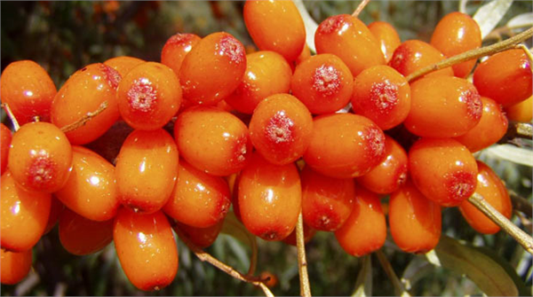 Diyabet dostu Omega 7 tip 2 diabet riskinde azalma yapıyor