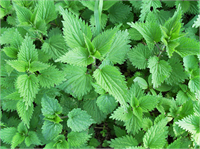 Isırgan otu özellikle egzama problemine karşı çok etkilidir