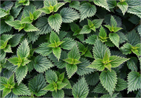 Böbrek ve mesane taşlarını engellemsiyle bilinen ısırgan otu kanı temizler ve kansızlık çekenler için kan seviyesini arttırması sebebiyle de önerilir