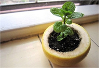 İçine bir avuç toprak ve çimlendirmek istediğiniz tohumu koyun