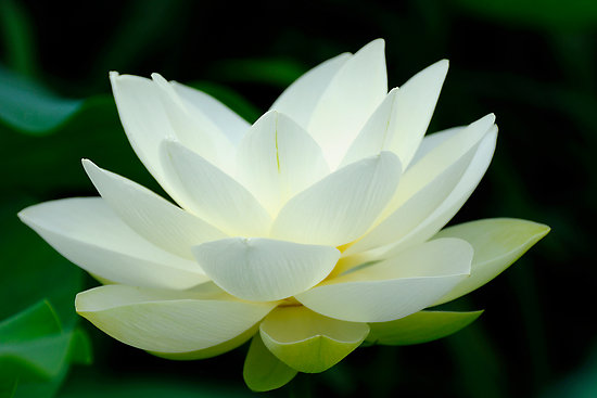 Lotus çiçeği nilüfer çiçeğine çok benzemektedir Aralarındaki fark nilüfer çiçeğinin 20 cm lotusun ise yaklaşık 3 metreye kadar ulaşabilmesidir Lotus çiçeği mitolojide ve eski inanç sistemlerinde bereket cinsellik doğum ve tutkuyu anlatmıştır Bu nedenlerle eski yazıtlarda lotus çiçeğine sıklıkla karşılaşılır Eski Mısır medeniyetinde cinsel gücü arttırdığından özellikle firavunlar tarafından lotus çiçeği kullanılmaktaydı
