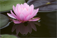 Lotus çiçeği yağmur ormanlarında yaşamaktadır Belki de dünyamıza en büyük faydası dış cephe kaplamaları ve boyaları olmuştur Binaların dış cephesinde kullanılan boyalar nedeni ile bina dış cepheleri yağmur yağdığında kendini temizlemektedir Ayrıca lotus çiçeğinin kendisini temizlemesinden ilham alınarak yapılmış kaplama sistemleri de vardır