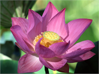 Lotus çiçeği kalbi kuvvetlendirir çiçeğin kokusu ve özü uyku verir ve rahatlatır mikropları öldürür ve hijyeniktir baş ağrısını azaltır cinselliği kuvvetlendirir lotus kökleri ishali keser