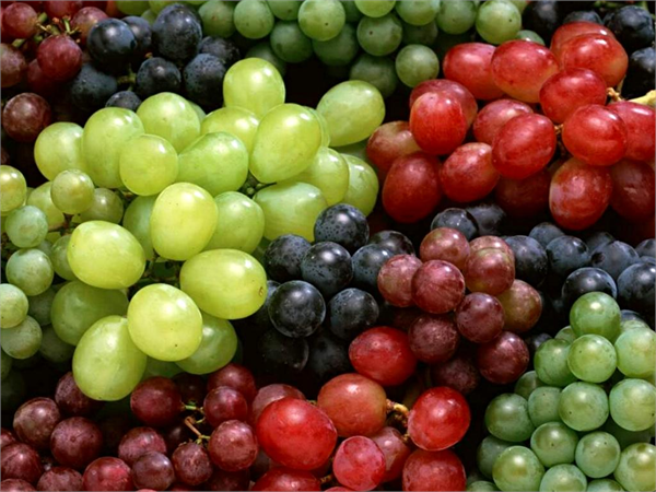 Üzüm çekirdeği yağında E vitamini ve oligomerik proantosiyanidin yer almaktadır Oligomerik proantosiyanidin C vitamininden 20 kat E vitamininden 50 kat daha etkili güçlü bir antioksidandır Bu özelliğinden dolayı da serbest radikallerin sebep olduğu oksidatif hasarlara karşı etkin bir koruma görevi yapar ve kanser gibi çeşitli hastalıkların oluşma riskini düşürür