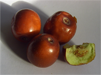 Hünnap meyvesi çok kuvvetli bir antioksidandır Çünkü içeriğinde çok güçlü C vitamini vardır İçinde niasin fazla miktarda bulunduğundan kan dolaşımına karşı çok etkilidir Niasin soğanda ve sarımsakta da bol miktarda bulunmaktadır