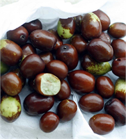 Çin hurması olarak da bilinen hünnap meyvesinin kökeninin Çin olduğu düşünülür Genellikle küçük kiraz veya erik boyutunda yenilebilir kabuklu içi beyaz olan bir meyvedir Sıklıkla ham halinde yani yeşilken tüketilir Hünnap meyvesi bilinen en iyi antioksidanlar arasındadır