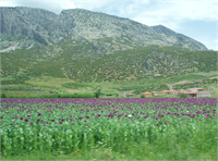 Yazları kurak ve sıcak kışları az yağmur alan bölgelerde yetişir Haşhaş her sene 1 kez ürün verir Haşhaş üretiminde ülkemiz Hindistan dan sonra 2 sıradadır Bu bitki ilaç endüstrisinde uyuşturucu içeren ilaçların yapımında kullanılır Üretimi yasaktır fakat Toprak Mahsülleri Ofisi tarafından takip edilerek kısıtlı üretilir