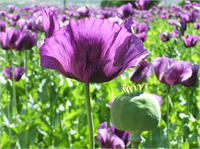 Haşhaş nedir ve kullanım alanları