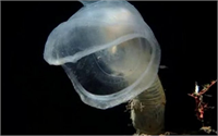 Predatory Tunicate Okyanus tabanlarında ya da derinliklerdeki kanyonların duvarlarına yapışmış haldeki avcı tulumlular dev ağızlarını açarak tuzak kuruyor ve küçük deniz canlıları yaklaştığında aniden ağız kapanıyor
