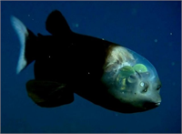 Pacific Barreleye 1939 da keşfedilen balığın en önemli özelliği baş kısmının şeffaf olması ve yüzerken beyninin görülebilmesi