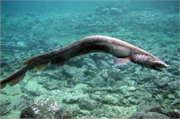 Frilled Shark Fırfırlı köpekbalığı olarak bilinen bu balık nadir rastlanan bir türdür