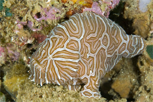 Psychedelic Frogfish Şimdiye kadar sadece Ambon Adası Endonezya da tespit edilmiştir
