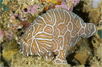 Psychedelic Frogfish Şimdiye kadar sadece Ambon Adası Endonezya da tespit edilmiştir