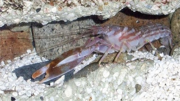 Pistol Shrimp Bu karides türü kıskaçlarını ateşli silah gibi kullanmasıyla tanınmaktadır