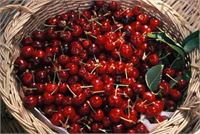 İltihap Önleyici Bilimsel araştırmalar kirazda bulunan antosiyanin nin iltihap arttırıcı bazı enzimleri cyclooxygenase 1 ve 2 baskıladığını ortaya koymaktadır Bu özelliği ile kiraz gut artriti fibromiyalji ağrılı kas rahatsızlığı ve kronik spor sakatlıkları nedeniyle oluşan ağrıları hafifletilmesi için önerilen meyveler arasında yer almaktadır Hatta California Kiraz Danışma Kurulu nun kirazın ağrıya etkisi konusunda 20 adet kiraz yemek 1 aspirin almaktan 10 kat daha etkilidir gibi iddialı bir açıklaması da mevcut