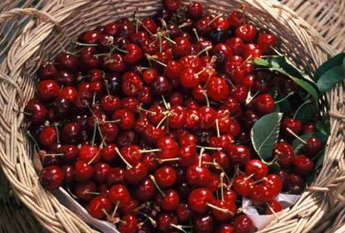 İltihap Önleyici Bilimsel araştırmalar kirazda bulunan antosiyanin nin iltihap arttırıcı bazı enzimleri cyclooxygenase 1 ve 2 baskıladığını ortaya koymaktadır Bu özelliği ile kiraz gut artriti fibromiyalji ağrılı kas rahatsızlığı ve kronik spor sakatlıkları nedeniyle oluşan ağrıları hafifletilmesi için önerilen meyveler arasında yer almaktadır Hatta California Kiraz Danışma Kurulu nun kirazın ağrıya etkisi konusunda 20 adet kiraz yemek 1 aspirin almaktan 10 kat daha etkilidir gibi iddialı bir açıklaması da mevcut