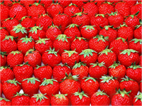 Vücudumuzda biriken toksinleri dışarı atar ve temizler Damar sertliği ve böbreklerde oluşan kumun taşın oluşumuna engel olur var olanları tedavi eder İdrar söktürücüdür