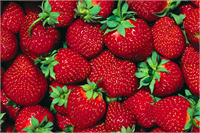 İçinde bulunan omega 3 sayesinde beyin güçlenmesi hafızanın kuvvetlenmesi ve sinir sisteminin güçlenmesine faydalıdır Alzheimer riskini düşürür