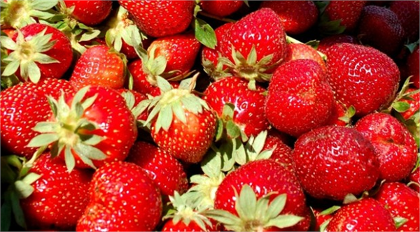 Çilek içinde bulunan C vitamini folik asit potasyum B5 ve B6 magnezyum omega 3 bakır ve K vitamini nedeni ile çok kuvvetli antioksidan kabul edilir Antioksidanlar bağışıklık sistemini kuvvetlendirir kansere karşı koruyucudur