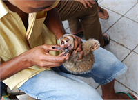 Peki ya size bu tatlı hayvancıkların evcil hayvan olmadan evvel dişlerinin anestezi bile yapılmadan acımasızca çekildiğini anlatsak