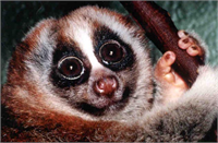 Doğal ortamlarında geceleri dışarı çıkan bu hayvancıklar ışık gözlerini acıttığı için kafeslerde taşınırken oldukça acı çekiyorlar