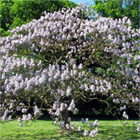 Dünya nın Geleceği Bu Ağaçta