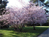 ABD de Kiri Devrimi yaparak bu arındırıcı ağaçlardan 1 milyon tane dikmeyi hedefliyorlar Son dönemlerde Teksaslıların sağlığı aşırı kirlenen toprak hava ve su sebebiyle tehdit altında Neyse ki kiri kirli topraklarda sularda başarılı ve büyürken de yeryüzünü çok iyi temizliyor ve arındırıyor