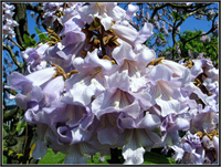 Ağacın boyu genelde 12 15 metre arasında değişiyor Nisan veya mayıs ayında tatlı ve kokulu çiçeğini açıyor Ağacın çiçekleri ise salatalarda kullanılırken ayrıca çiçekleri arılar tarafından da çok seviliyor