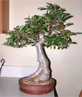 Afrika da yaygın olarak tohumdan ekilerek üretilmekte ve doğal yaşamı koruma çerçevesinde fideler yaygın olarak bulundukları bölgelere çoğaltma amacı ile tekrar dikilmektedirler Türkiye de ise sadece saksı içinde sınırlandırılarak ya da kapalı ısıtmalı ortamlarda yetiştirilebilir 10 derecenin alında sıcaklıklarda gelişimini durdurur Bu nedenle kapalı ve aydınlık iç mekanda özellikle Bonsai tipi uygulamalarla yetiştirilmeye uygundur