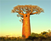 Baobab Ağacı nın boyu 10 20 metre civarı olduğu halde gövdesinin çevresi 50 metreyi bulabilir