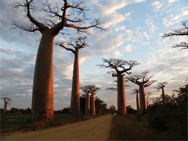 Yeryüzünün en geniş gövdeli ağaçlarından olan Baobab Ağacı Asya ve Afrika nın sıcak bölgelerinde başta olmak üzere en çok Madagaskar bölgesinde yetişir