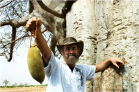 Ağacın portakal büyüklüğündeki meyvelerinin içinde unlu ve etli bir kısım vardır ve eczacılıkta kullanılır Aynı zamanda Baobab ağacının gövdesinden çıkarılan yağ kozmetik sanayisinde kullanılır