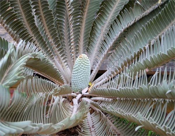 Venda Cycad Güney Afrika nın Limpopo bölgesinde çokça yetişen tüylü görünümlü bu bitki 1996 da yeni bir tür olarak kayda geçirildi Yasa dışı şekilde toplanması nedeniyle bugün doğal ortamda kalmadığı söyleniyor