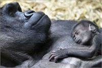 Büyük insansı maymunların insanlardan sonra yaşayan en zeki canlı türü olduğu bilinmektedir Maymun türleri pek çok nesneyi araç olarak kullanabilmektedir Örneğin çubuklarla karınca yakalayabilir ya da bir sudan geçmeden önce suyun derinliğini ölçmek için sopa bile kullanabilirler