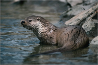 Su samurları aynı çocuklar gibi çamurda ve suda oynamayı çok severler Ancak su kenarlarının bu akıllı canlıları en sevdikleri yiyecek olan midyelerin kabuklarını taşla kıracak kadar ve ailelerinin yaşamaları için barınak yapabilecek zekidirler