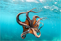 Ahtapotlar omurgalı hayvanlardan farklı olarak çevrelerindeki nesneleri birer araç olarak kullanabilen tek omurgasız canlı türüdür Ayrıca vücut dokularını değiştirerek veya diğer hareketleriyle bazı bireyleri tanıyıp onlarla etkileşim kurabilirler