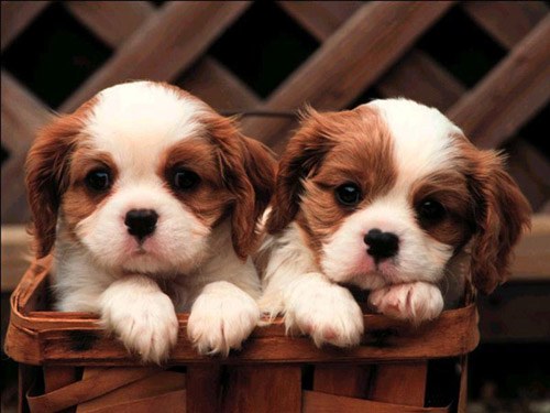 Yüzyıllardır insanlarla iç içe yaşayan köpekler bizden çok şey öğrendiler Araştırmalar köpeklerin diğer tüm havyan türleri arasında insanları en iyi anlayan hayvanlar olduğunu gösteriyor Üstün hafızaya sahip köpekler bir çocuğun zekilik derecesinde düşünebiliyor Border collie Labrador ve Kaniş türü köpeklerin diğer köpek türlerine göre daha yüksek anlama kapasitesine sahip oldukları bilinmektedir