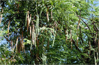 Tohumları en çok Malezya da bulunur ve fıstık olarak yenilir Çok besleyici olan yaprakları yeşillik olarak salatalarda sebze yemeklerinde kullanılır Zira yaprakları aynı ağırlıktaki C vitamini kalsiyum A vitamini protein ve potasyum içerir