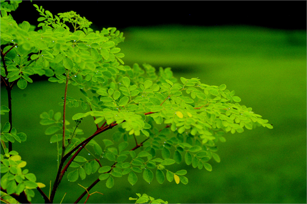 Moringa ağacı Endonezya Srilanka Malezya Filipinler Meksika Güney Amerika Orta Amerikada yetiştirilmektedir Orta Doğu da da yetiştirildiği bilinmektedir Yarı kurak tropik ve sub tropik iklimlerde yetişebilen bir türdür Soğuğa dayanıklı olan ağaç 1 ile 9 derece civarındaki ısılarda yapraklarını dökerek gövdesini kurutarak ölür ayrıca kendisi derine kök yaptığı için bir sonraki bahar ayında tekrar yeniden kökten filizlenerek yeniden gövde ve dallarını yapraklarını çiçeklerini oluşturabilmektedir