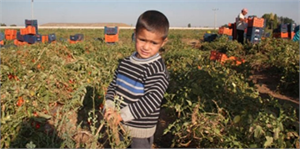 Şanlıurfa`da 20 Bin Çocuk Tarım İşçisi
