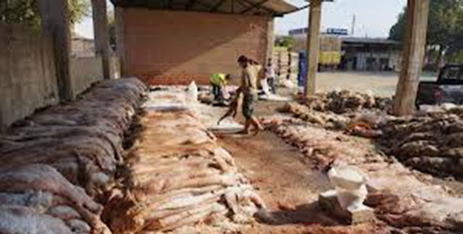 Kurban Derisinden 1 Milyar Dolar Gelir