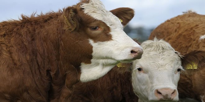 Kurbanlıklarda Alan da Satan da Memnun