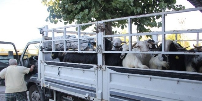 Antalya da Kurbanlıklar Haczedildi